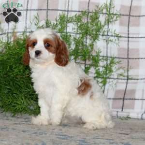 Missy, Cavapoo Puppy