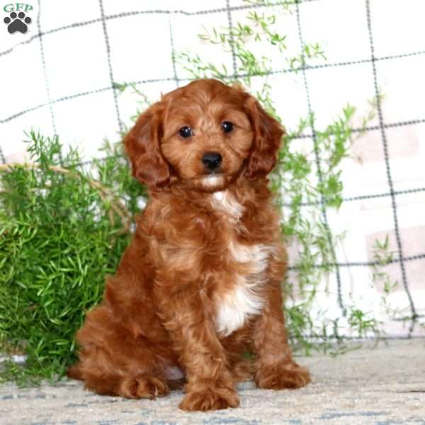 Mitch, Cavapoo Puppy