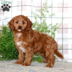 Mitch, Cavapoo Puppy