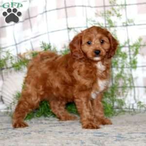 Mitch, Cavapoo Puppy