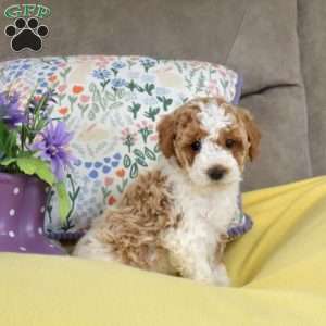 Mitts, Miniature Poodle Mix Puppy