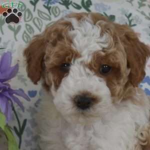 Mitts, Miniature Poodle Mix Puppy