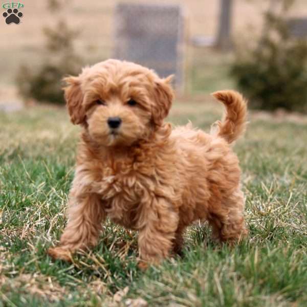 Mitzy, Mini Goldendoodle Puppy