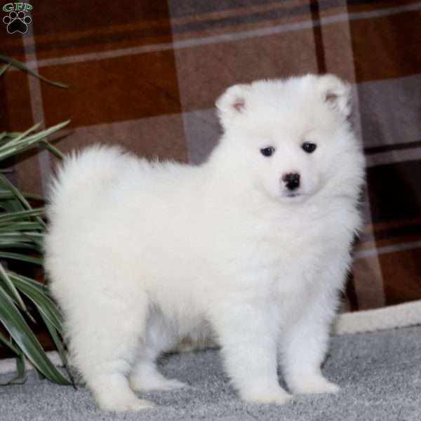 Mitzy, Samoyed Puppy