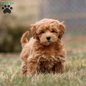 Mitzy, Mini Goldendoodle Puppy