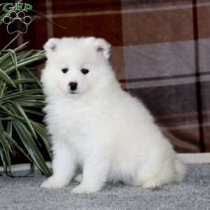 Mitzy, Samoyed Puppy