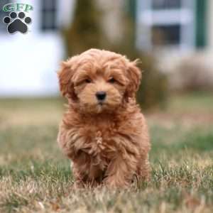 Mitzy, Mini Goldendoodle Puppy