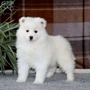 Mitzy, Samoyed Puppy