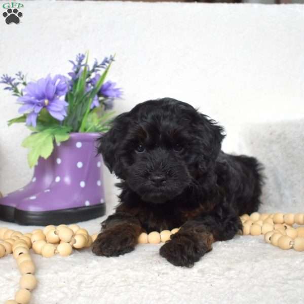 Mocha, Yorkie Poo Puppy