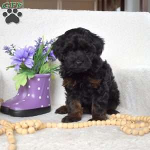 Mocha, Yorkie Poo Puppy