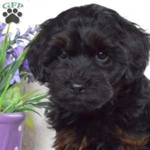 Mocha, Yorkie Poo Puppy