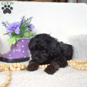 Mocha, Yorkie Poo Puppy