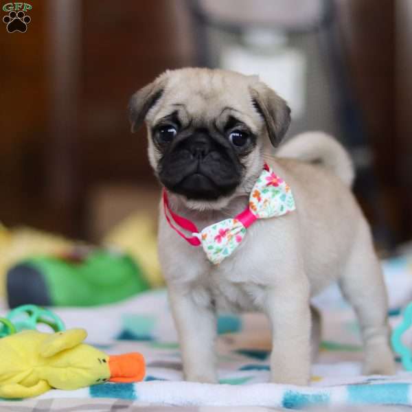 Mocha, Pug Puppy