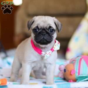 Mocha, Pug Puppy