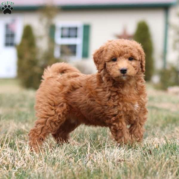 Mojo, Mini Goldendoodle Puppy