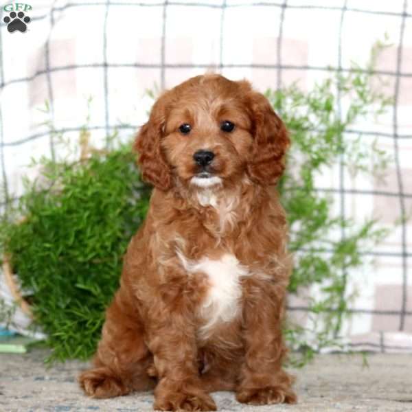 Mojo, Cavapoo Puppy