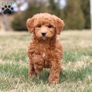 Mojo, Mini Goldendoodle Puppy