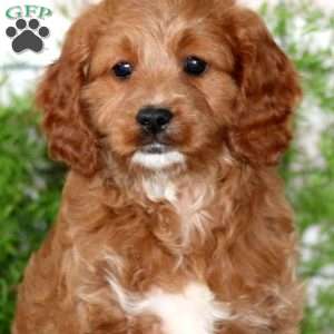 Mojo, Cavapoo Puppy