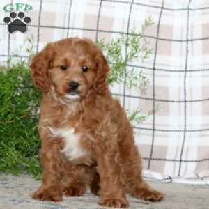 Mojo, Cavapoo Puppy