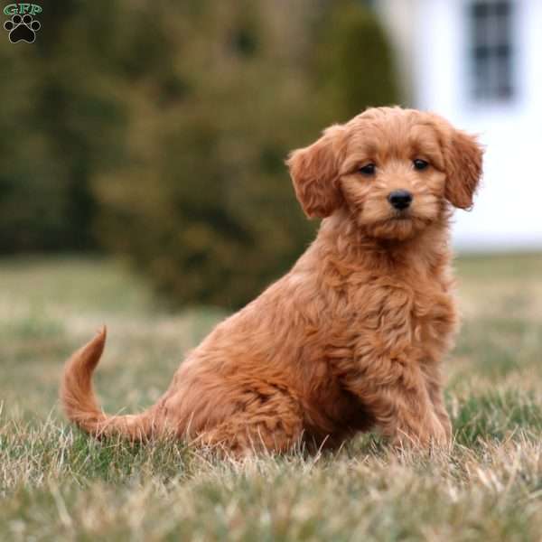 Molly, Mini Goldendoodle Puppy