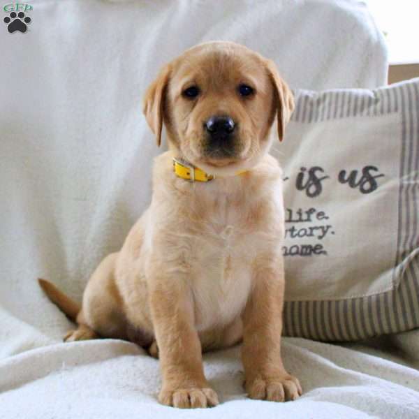 Molly, Fox Red Labrador Retriever Puppy