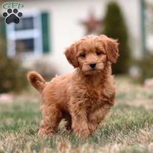 Molly, Mini Goldendoodle Puppy