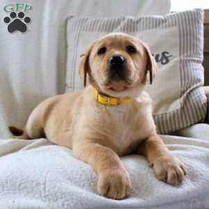 Molly, Fox Red Labrador Retriever Puppy