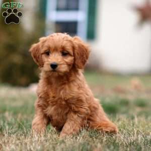 Molly, Mini Goldendoodle Puppy