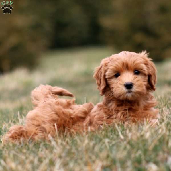 Monica, Mini Goldendoodle Puppy