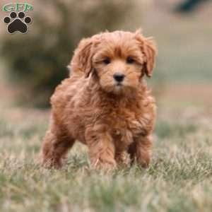 Monica, Mini Goldendoodle Puppy