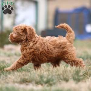 Monica, Mini Goldendoodle Puppy