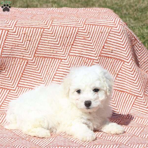 Monty, Bichon Frise Puppy