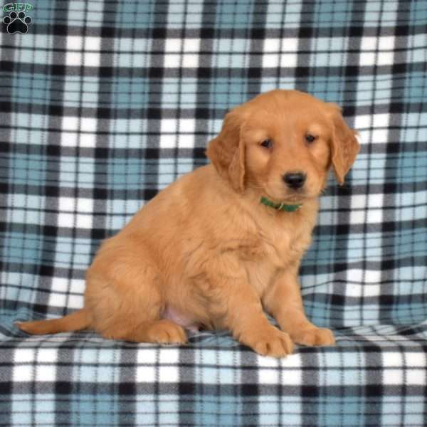 Monty, Golden Retriever Puppy