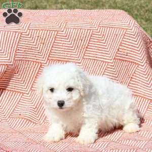 Monty, Bichon Frise Puppy