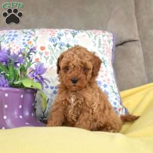 Monty, Miniature Poodle Mix Puppy