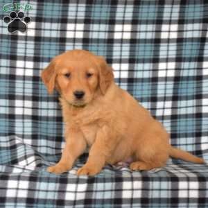 Monty, Golden Retriever Puppy