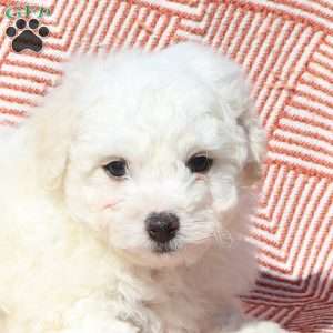 Monty, Bichon Frise Puppy