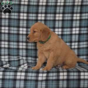 Monty, Golden Retriever Puppy