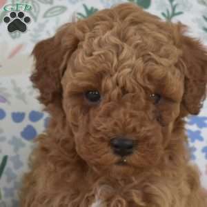 Monty, Miniature Poodle Mix Puppy