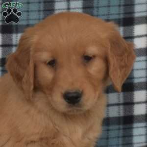 Monty, Golden Retriever Puppy