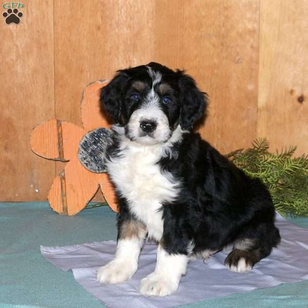 Moose, Bernedoodle Puppy