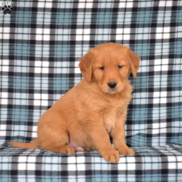 Moose, Golden Retriever Puppy