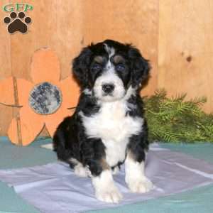 Moose, Bernedoodle Puppy