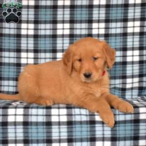 Moose, Golden Retriever Puppy