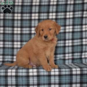 Moose, Golden Retriever Puppy