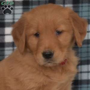 Moose, Golden Retriever Puppy