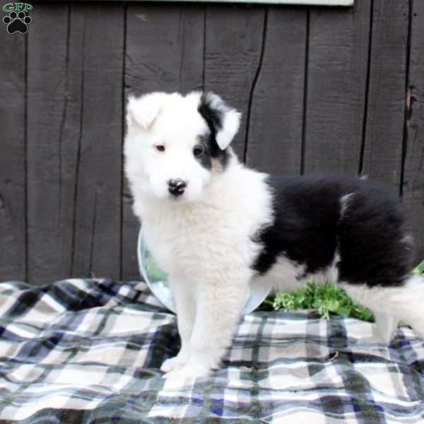 Moose, Collie Mix Puppy