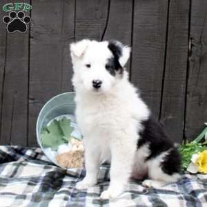 Moose, Collie Mix Puppy