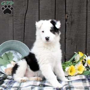 Moose, Collie Mix Puppy