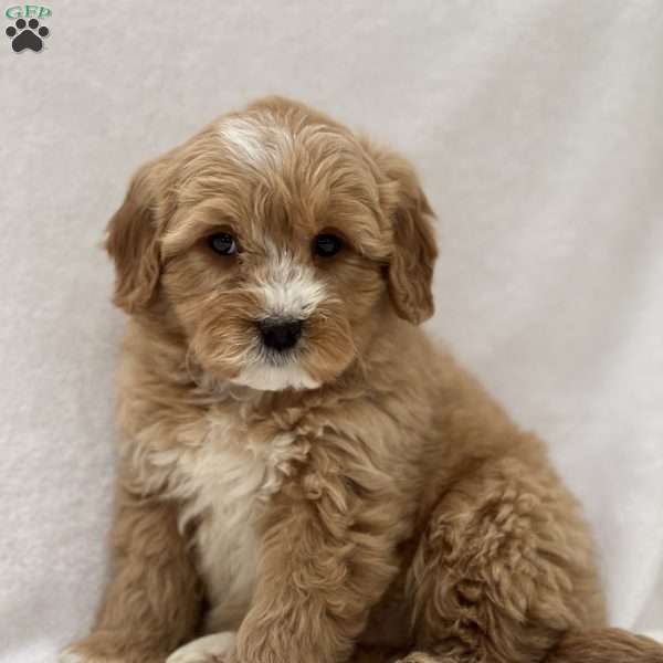 Moose, Mini Goldendoodle Puppy